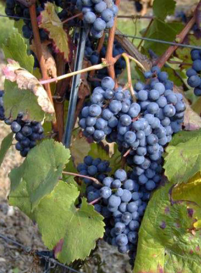 Описание винограда Цвайгельт
