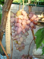 Цыца устойчивая виноград