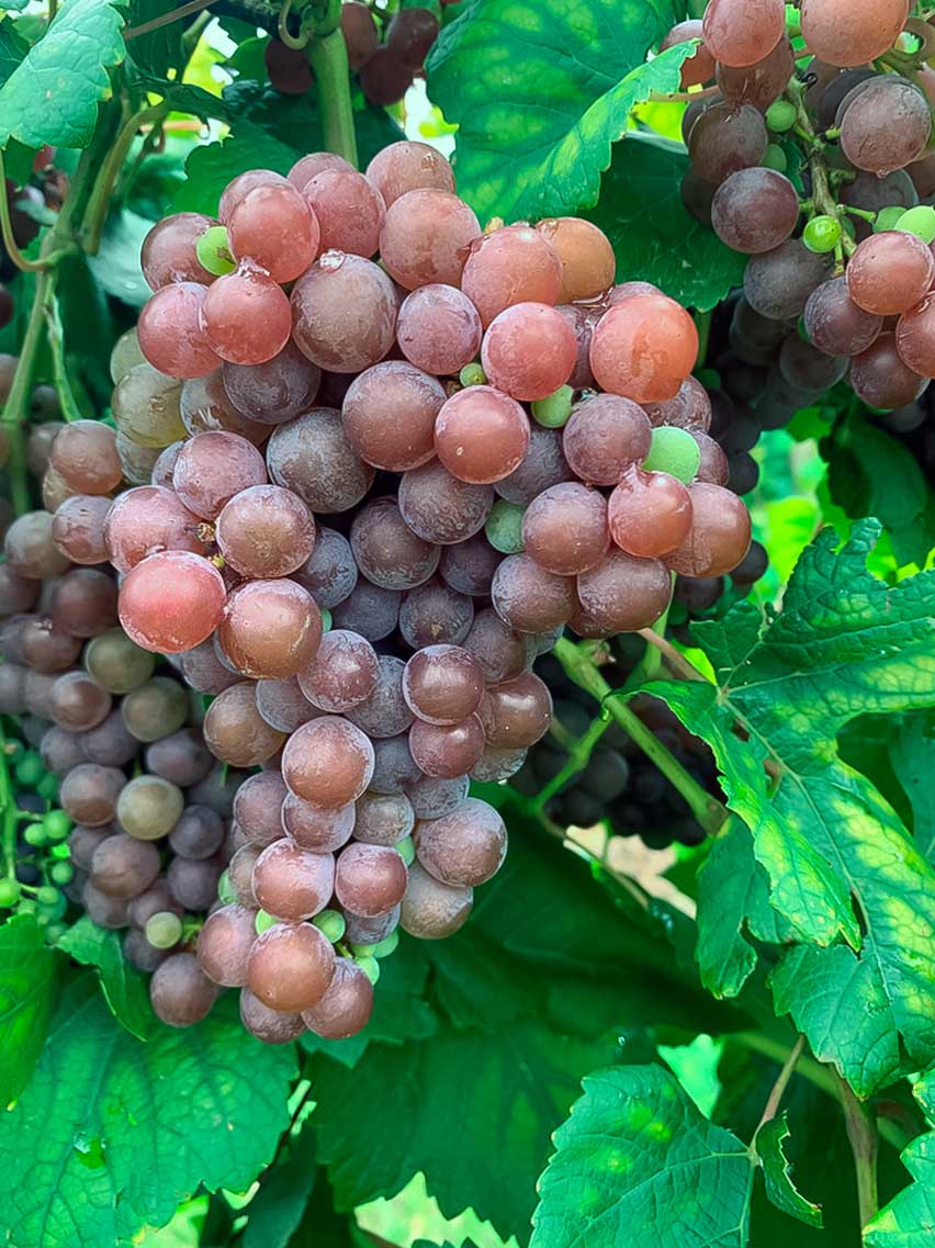 Виноград плодовый New York Muscat. Траминер виноград фото.