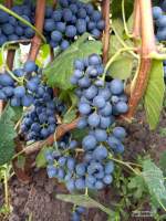 Днепровский оксамит виноград