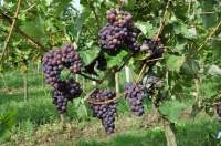 Додреляби виноград
