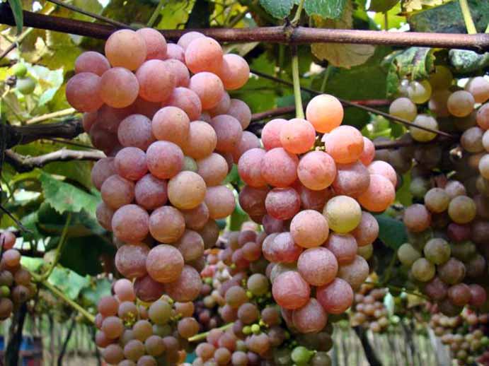 Дона Зила - сорт винограда