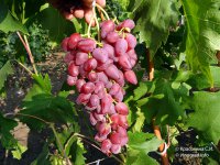 Дубовский розовый - сорт винограда