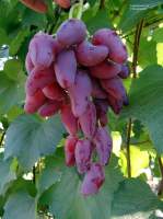 Дубовский розовый гроздь