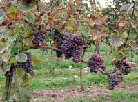 Фрайминер виноград