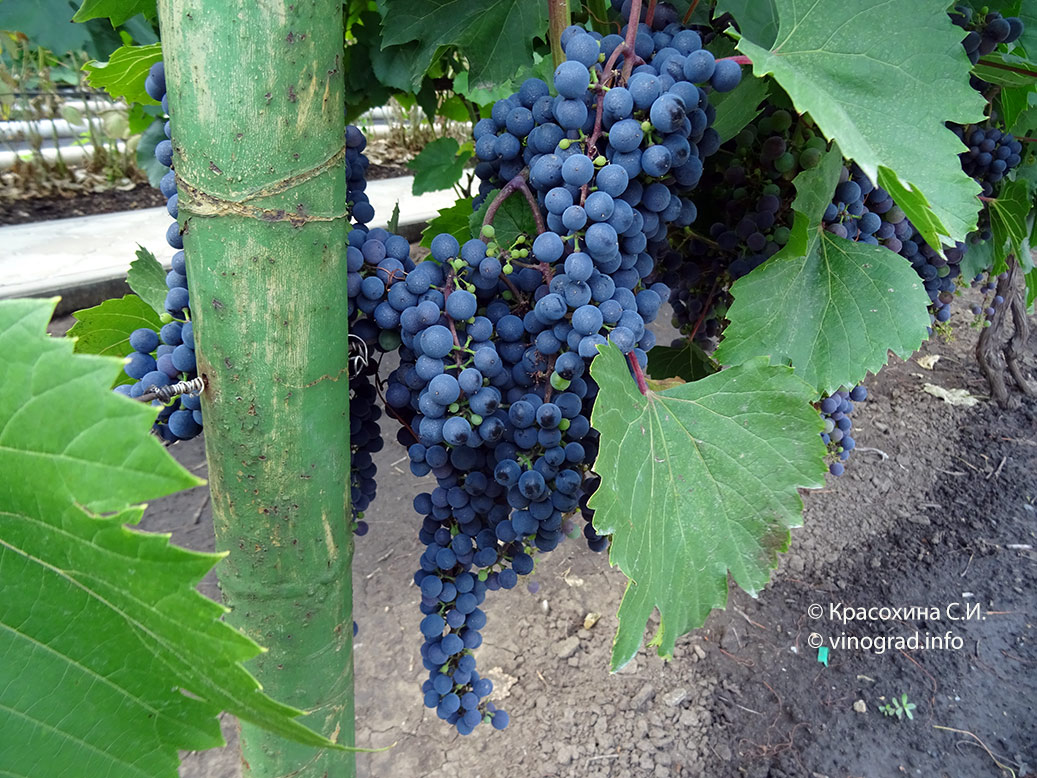 Виноград Фронтиньяк: описание, характеристики, уход и выращивание, фото, отзывы