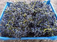 Фронтиньяк виноград