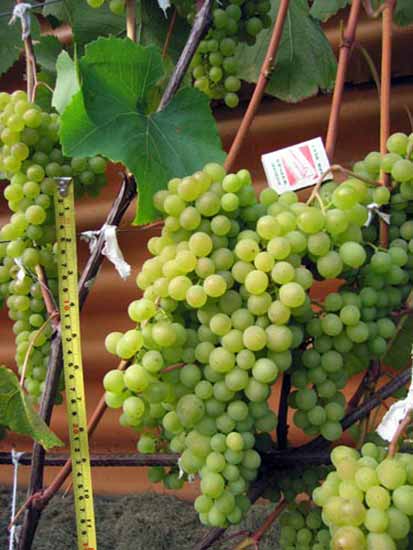 Шасла Гайлюнаса - сорт винограда