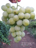 Сорт винограда Золотинка (Галбена ноу)