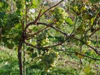Галибер треблан виноград