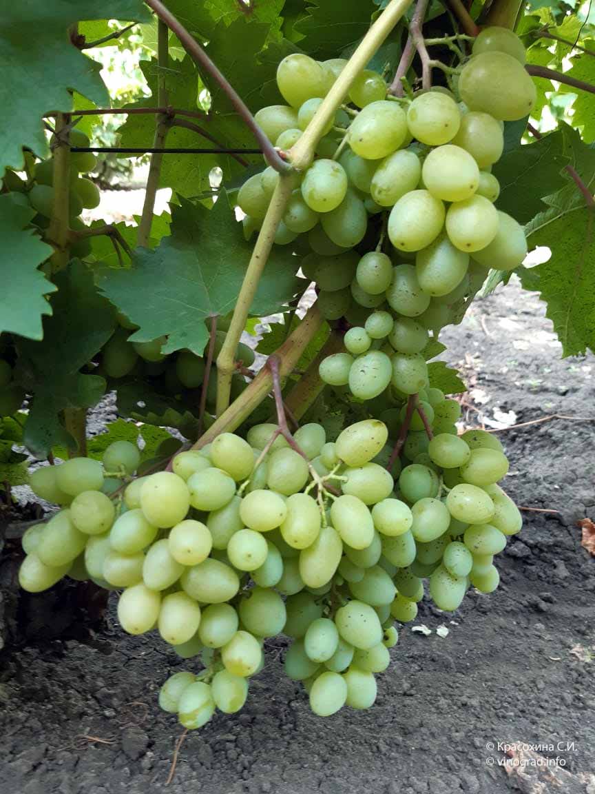 Використання винограду сорту Гарольд
