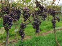 Градиан нуар виноград