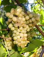 Халили белый виноград