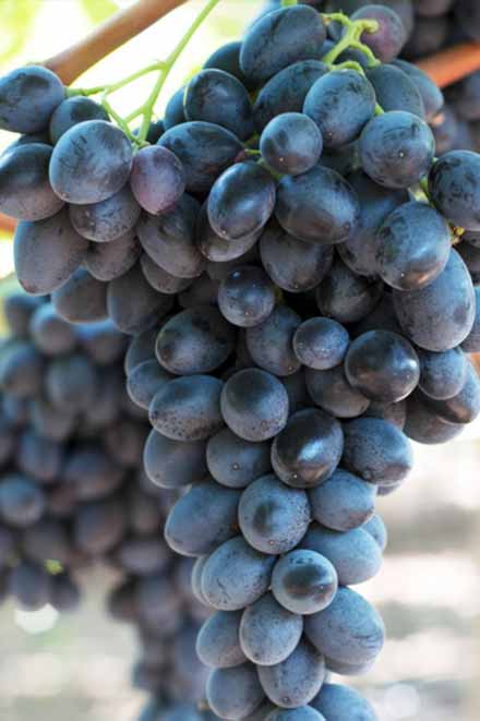 IFG 30 (Грейсноут) - сорт винограда