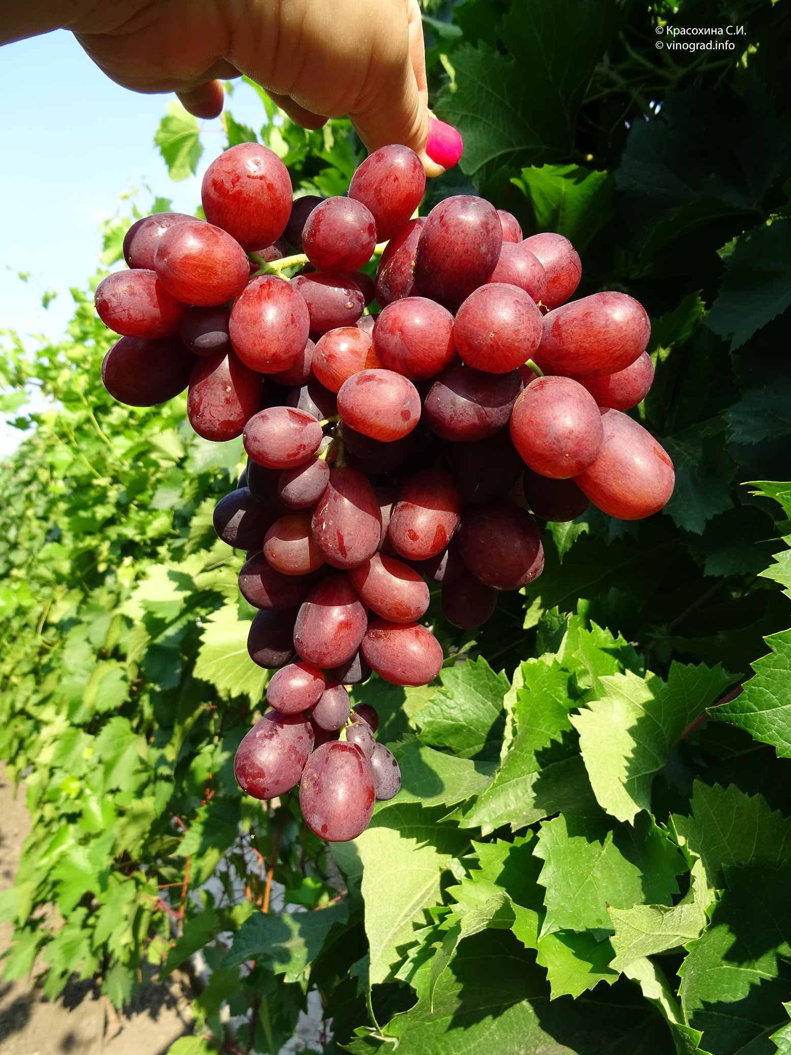 Виноград Ирэн: описание и характеристики сорта, особенности ухода и выращивания, фото, отзывы