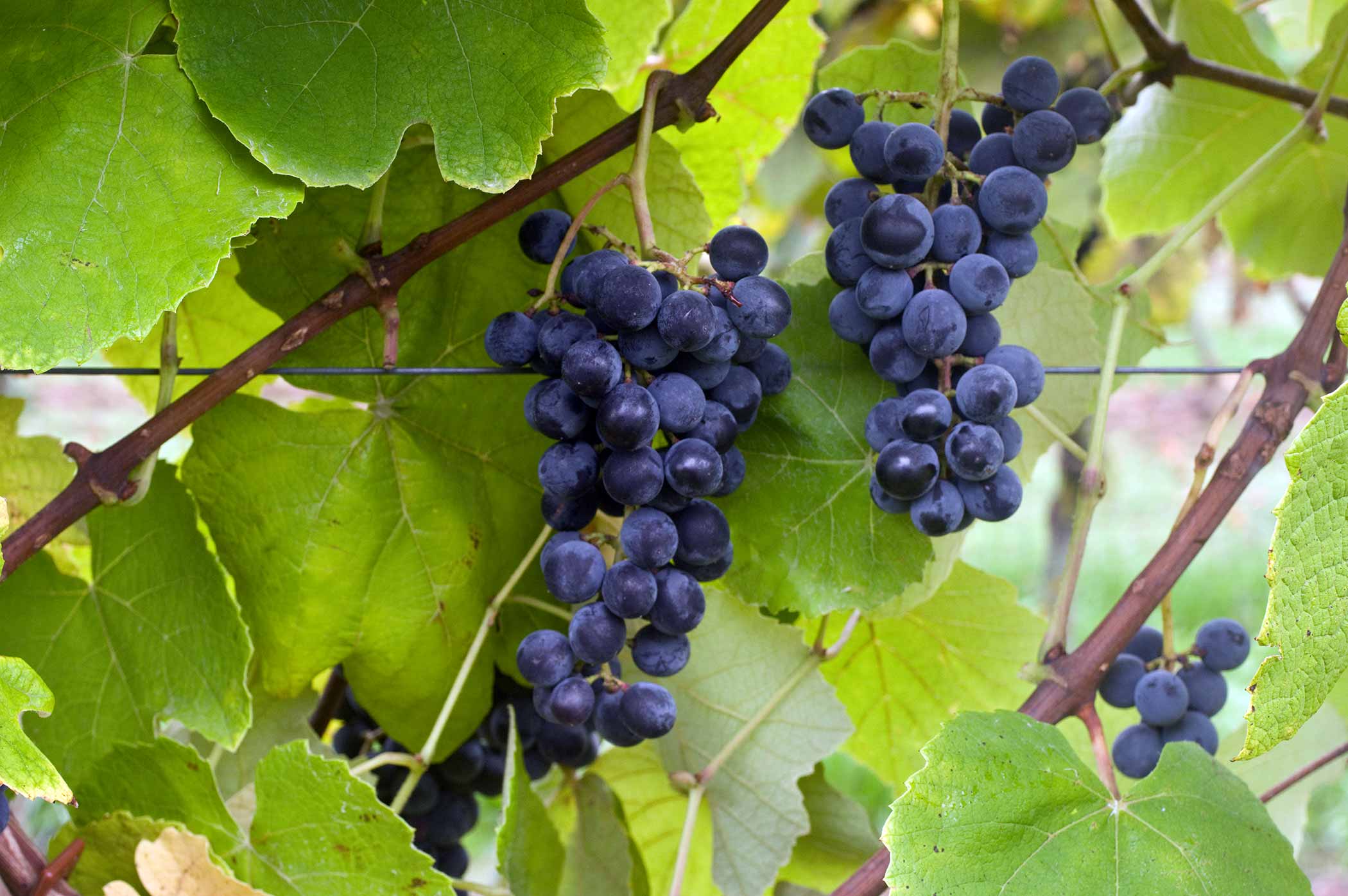 Сорти винограду Ізабелла