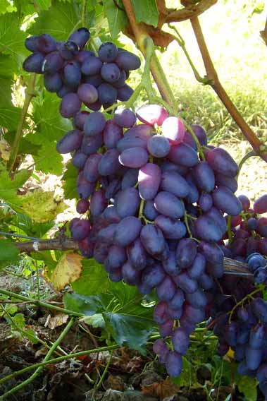 Йоана  - сорт винограда
