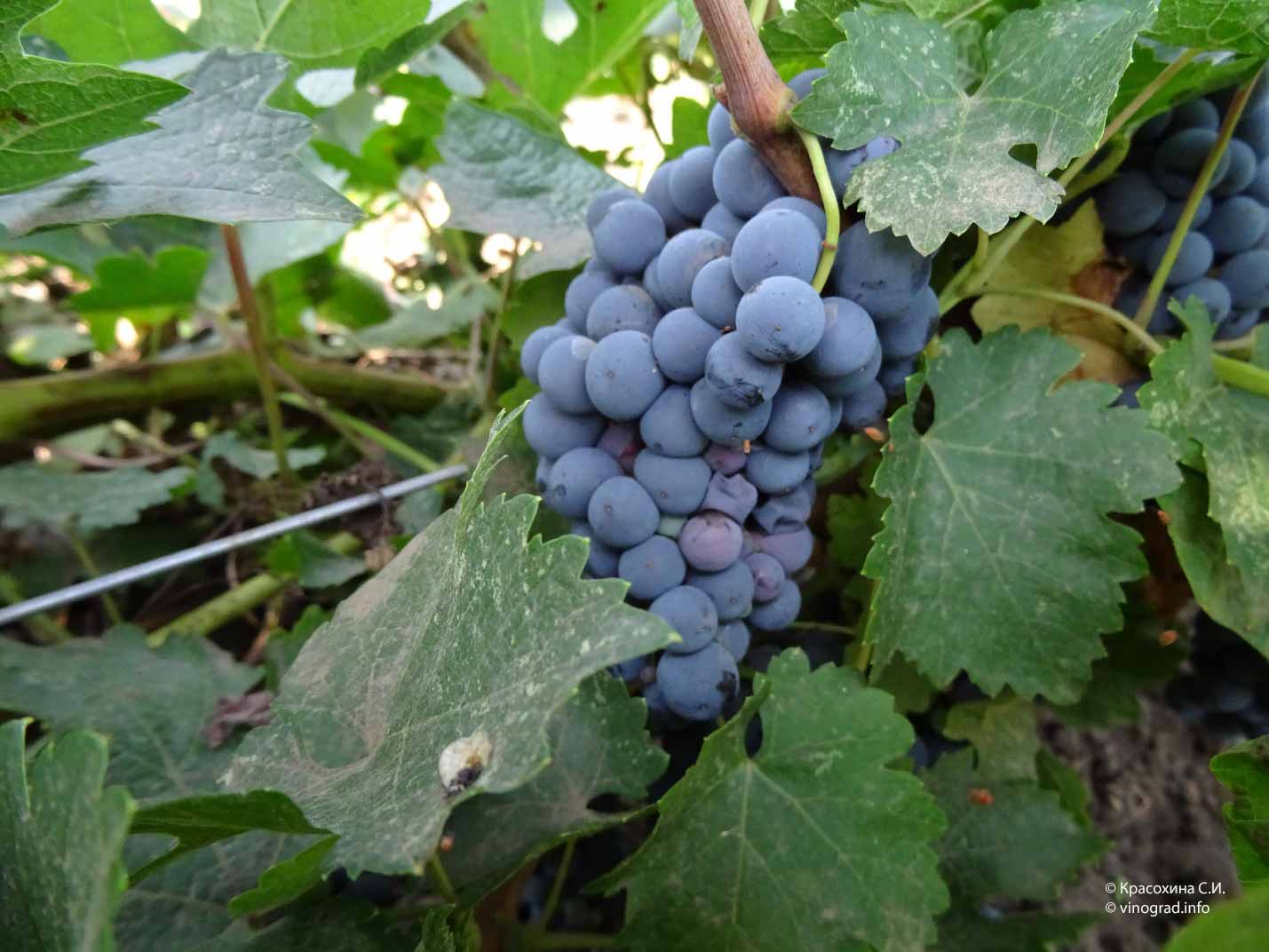 Каберне Черноморец - сорт винограда