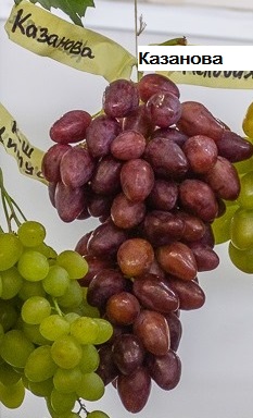 Казанова – столовая гибридная форма винограда