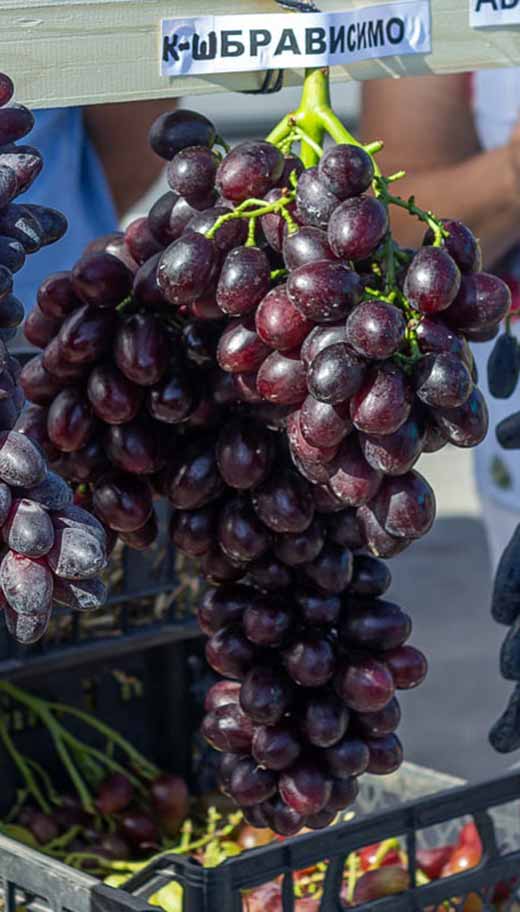Кишмиш Брависсимо - гибридная форма винограда