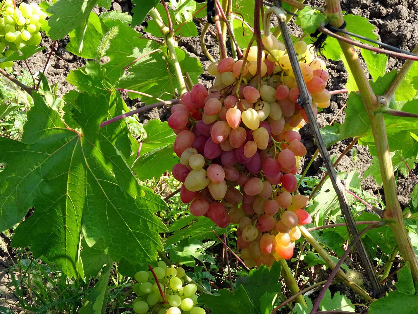 виноград сорт кишмиш запорожский фото