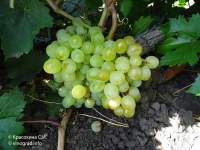 Кишмиш Хишрау виноград