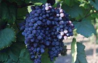 Кишмиш запорожский виноград