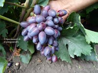 Красотка виноград