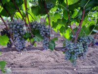 Ла Креснт виноград