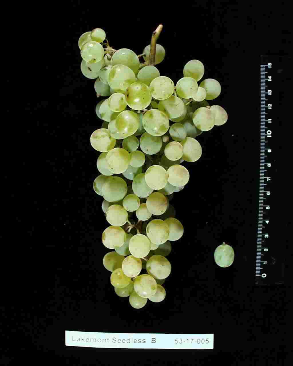 Описание винограда прима
