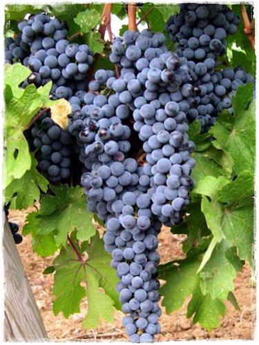 Ламбруско маэстри - сорт винограда