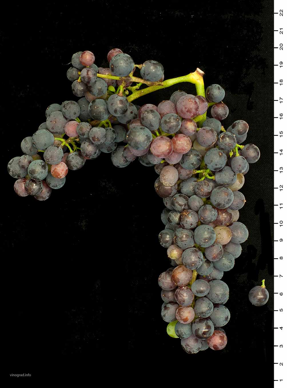 Ласина – хорватский сорт винограда