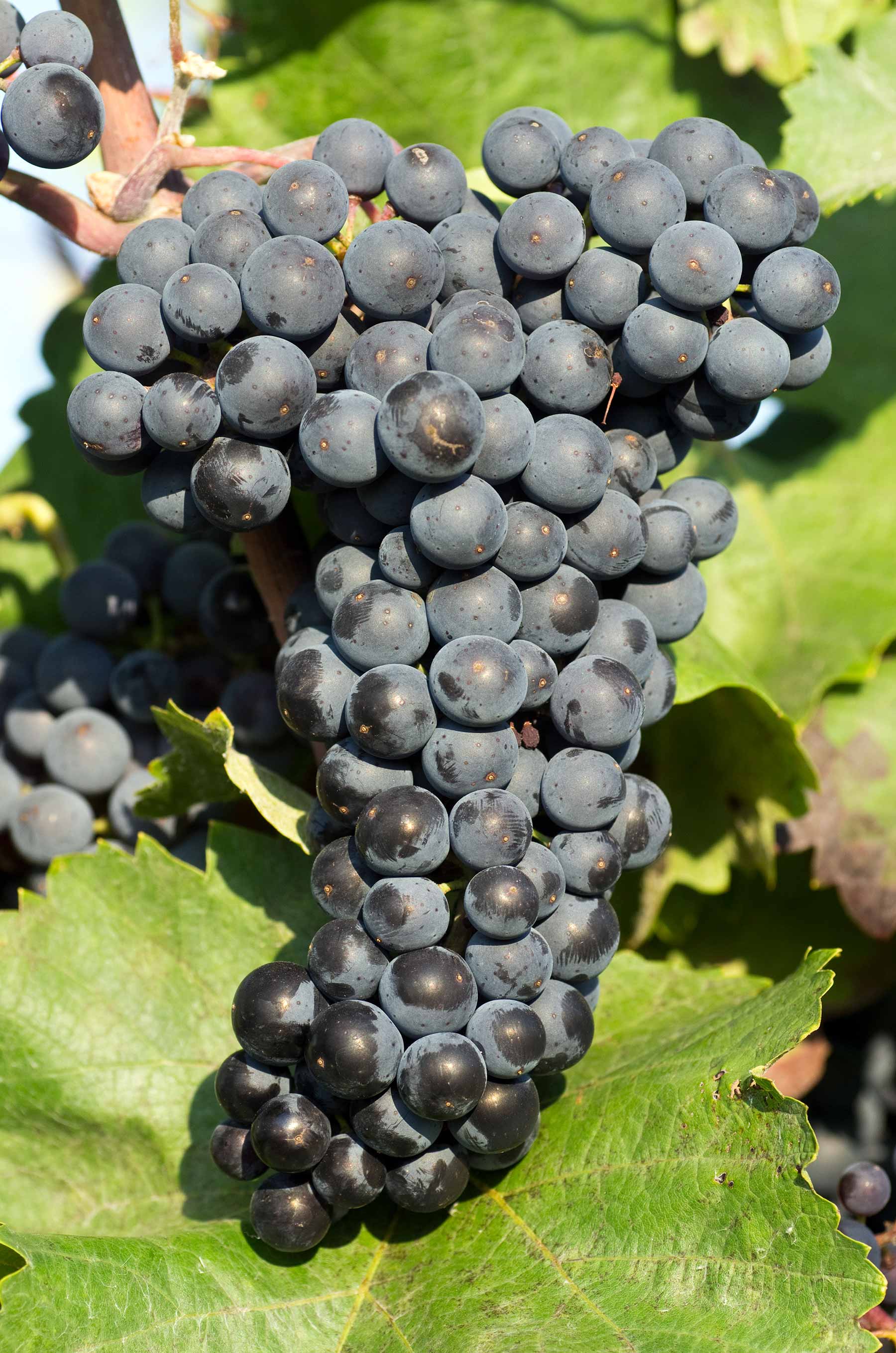 Сорт винограда Донские зори. Технические сорта красного винограда. Агат донской виноград описание