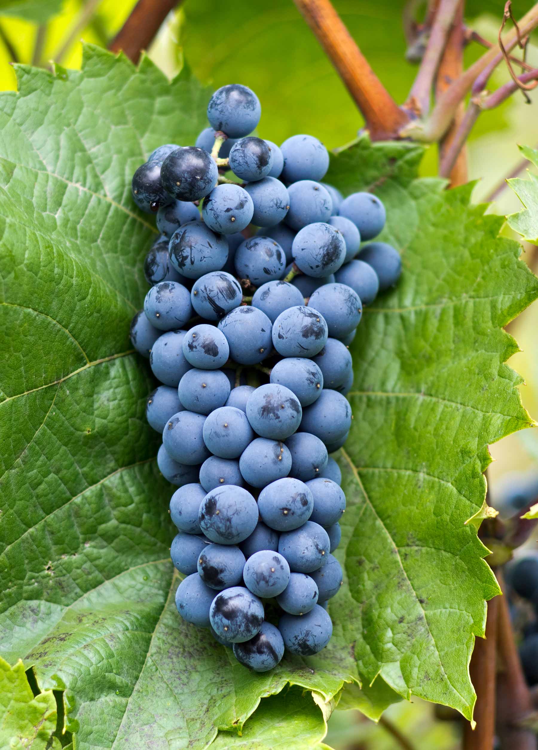 Виноград гибрид. Тигин виноград. Монокарс сорт винограда. Технические сорта винограда. Технисескиеморта винограда.
