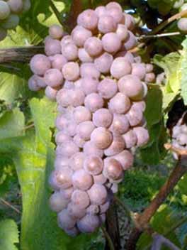 Мачератино - сорт винограда