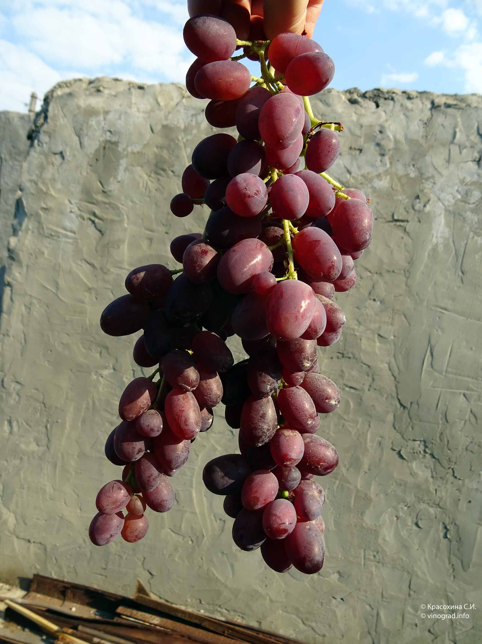 Виноград малиновый Мускат