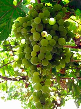 Мальвазия Бранка де Сан-Хорхе - сорт винограда