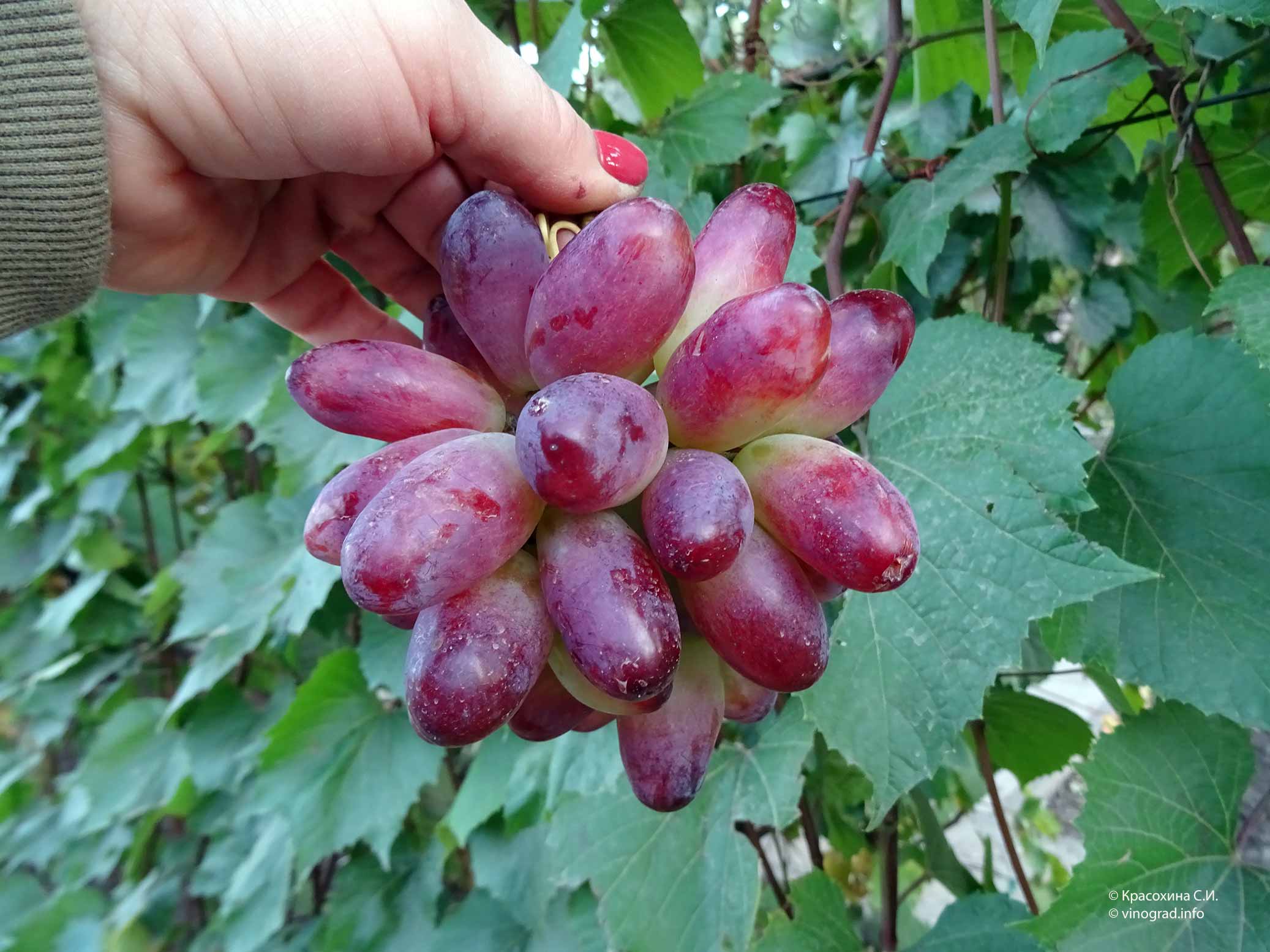 Необыкновенный сорт винограда родом из Японии — «Маникюр Фингер»