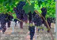 Маула виноград