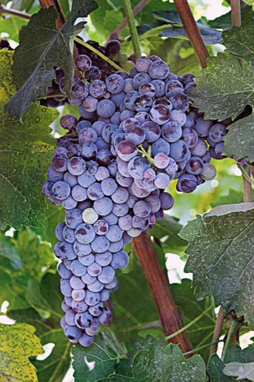 Мавротрагано - сорт винограда