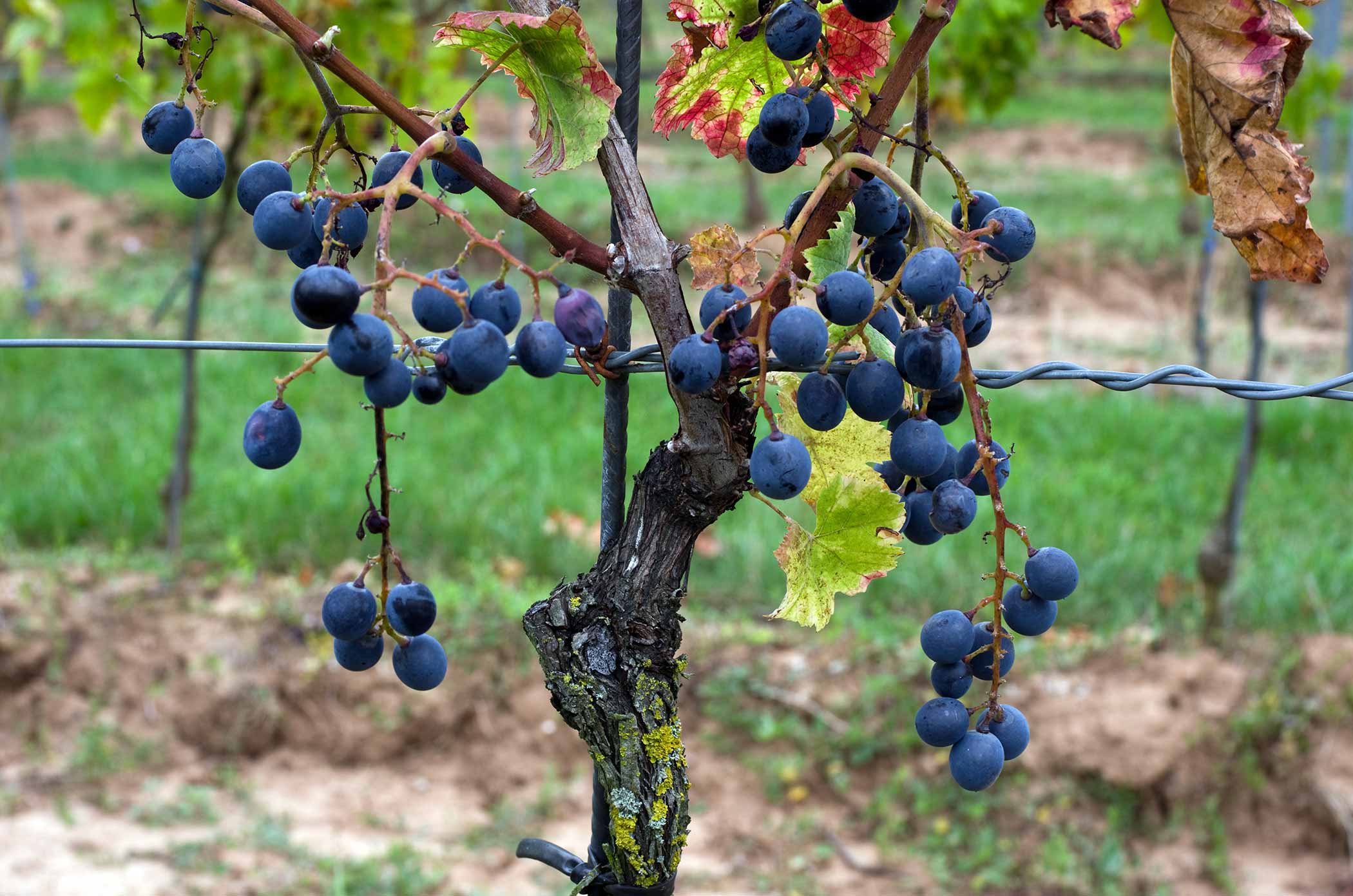 Виноград Медовый: описание и характеристики сорта, особенности ухода и выращивания, фото, отзывы