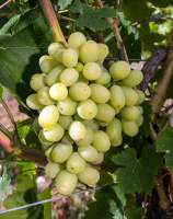 Мегру вагаас (Аревар) гроздь