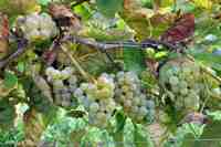 Мелонентрауб виноград