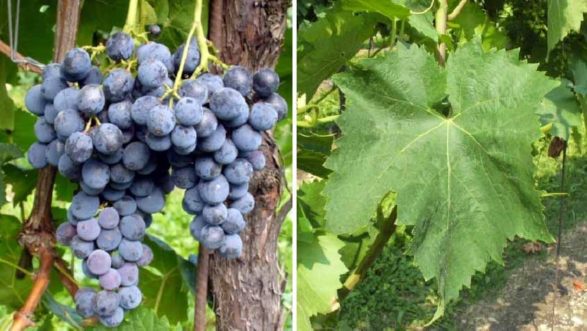 сорт винограда Неро Д'Aвола