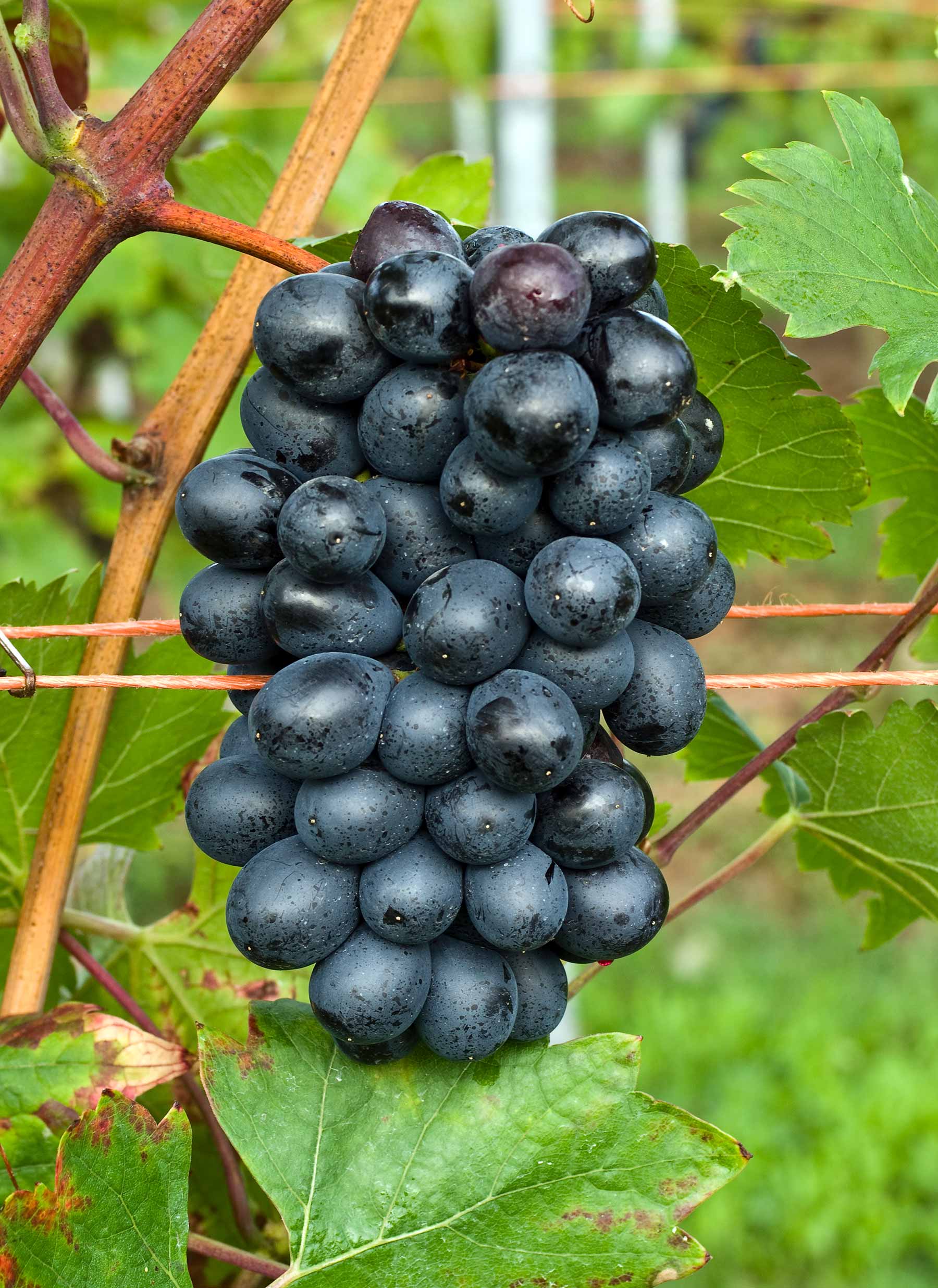 Виноград Неро: описание, характеристики, уход, выращивание, фото, отзывы