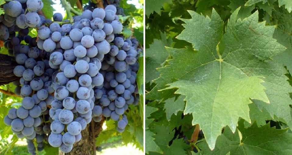 Нотардоменико - сорт винограда