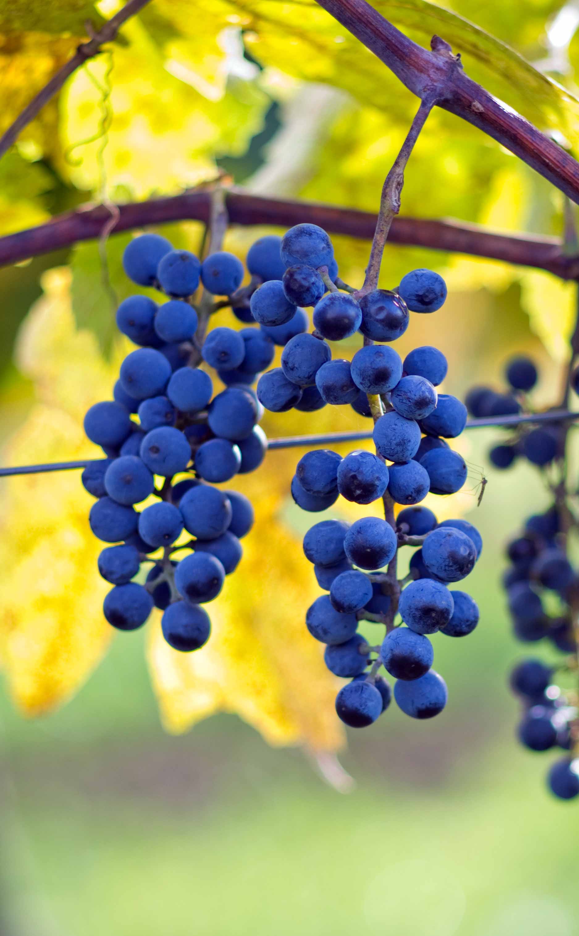 оберлин нуар виноград описание сорта