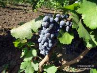 Одесский черный виноград