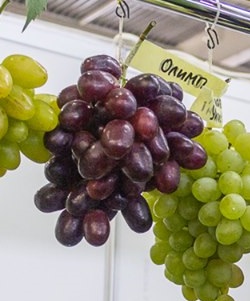 Олимп – столовая гибридная форма винограда
