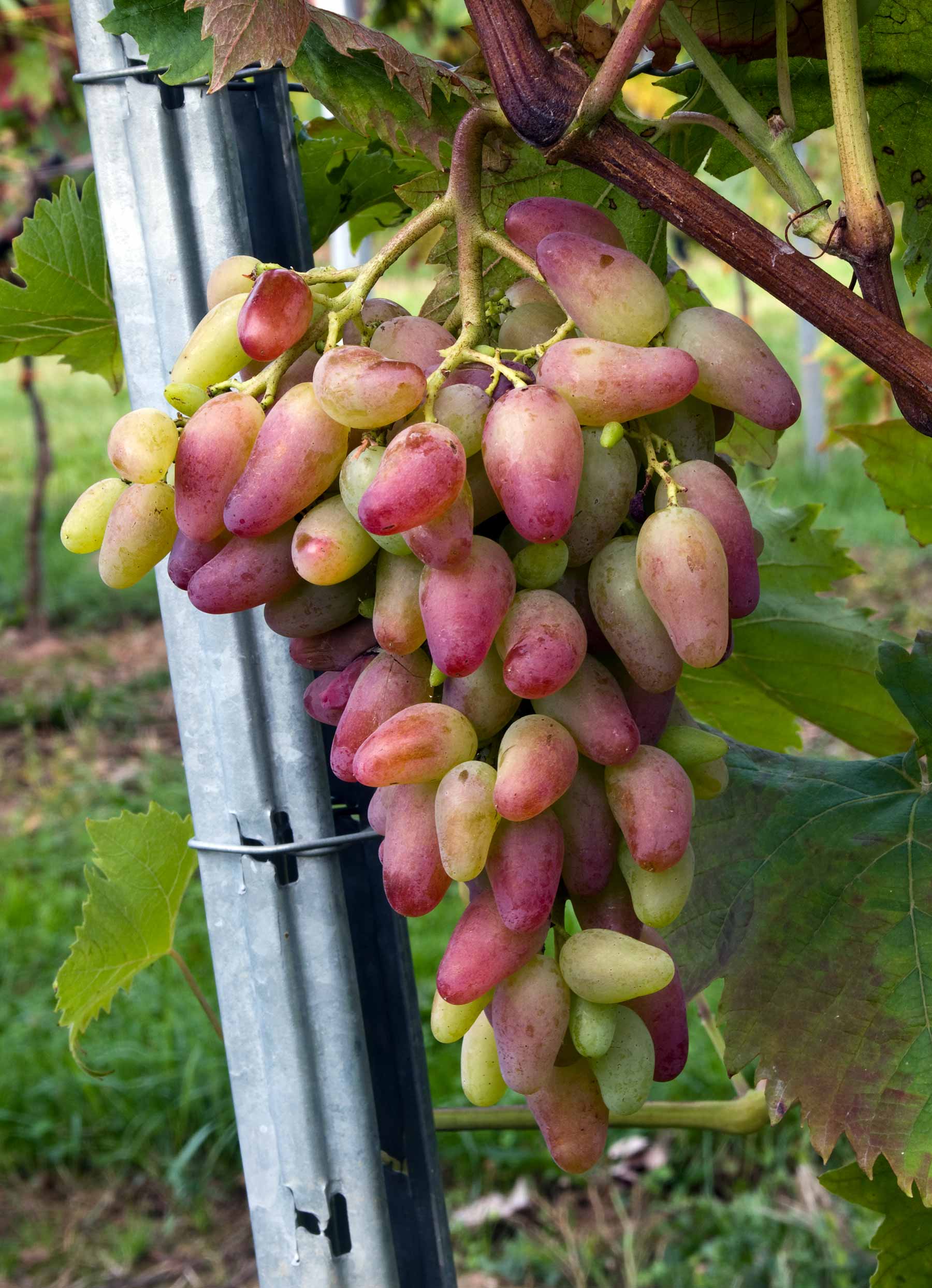 Сорт винограда катруся каховская фото и описание
